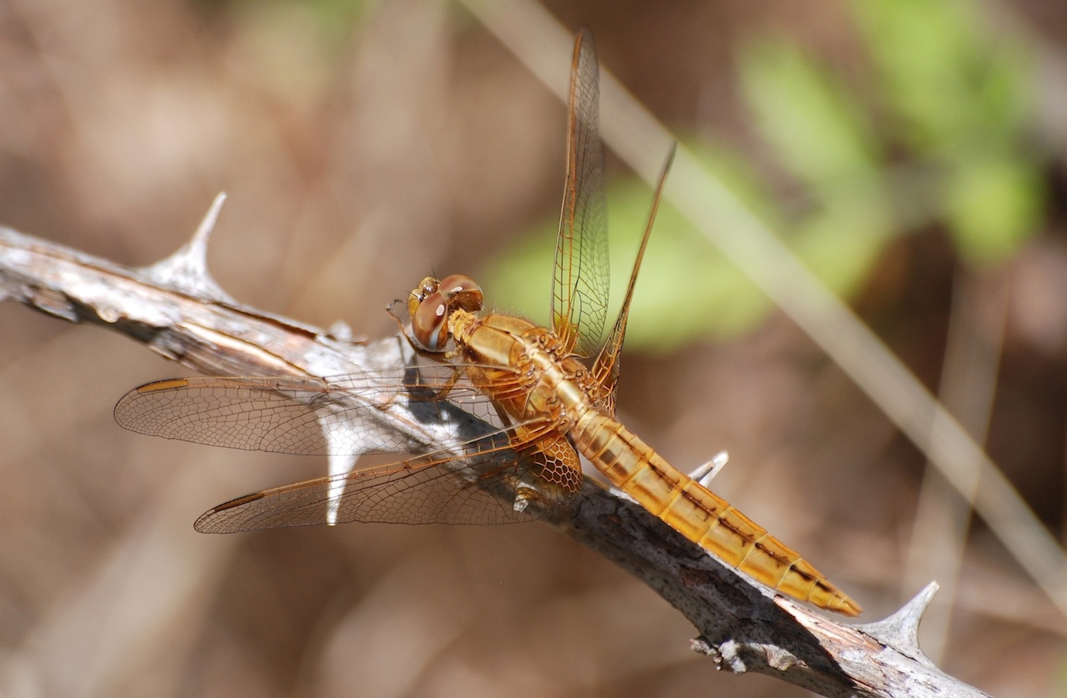 Identificazione 9 - Crocothemis erythraea